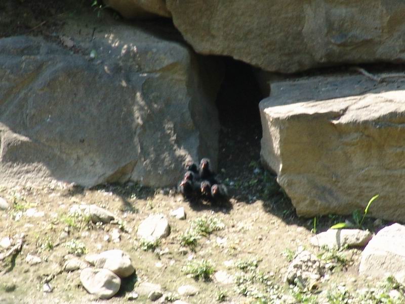Gallinella - Gallinula chloropus